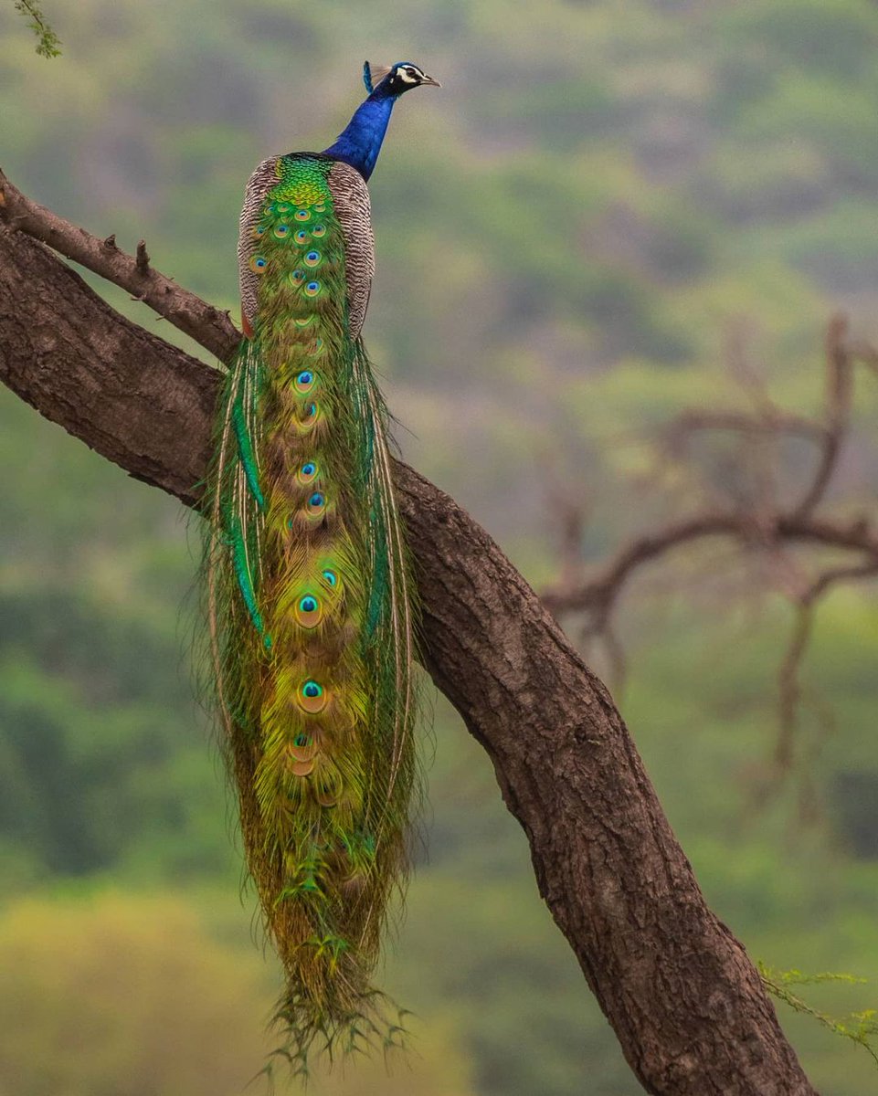 RT @RathvaS7: Indian Peacock, the National Bird of India. ! https://t.co/RiSjFlVErD