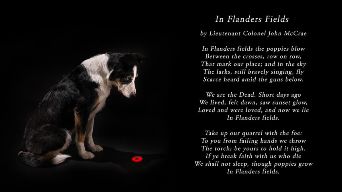 PussPussTopCat's tweet photo. #RemembranceSunday #rememberthedogs https://t.co/TfYqKTjs4u
