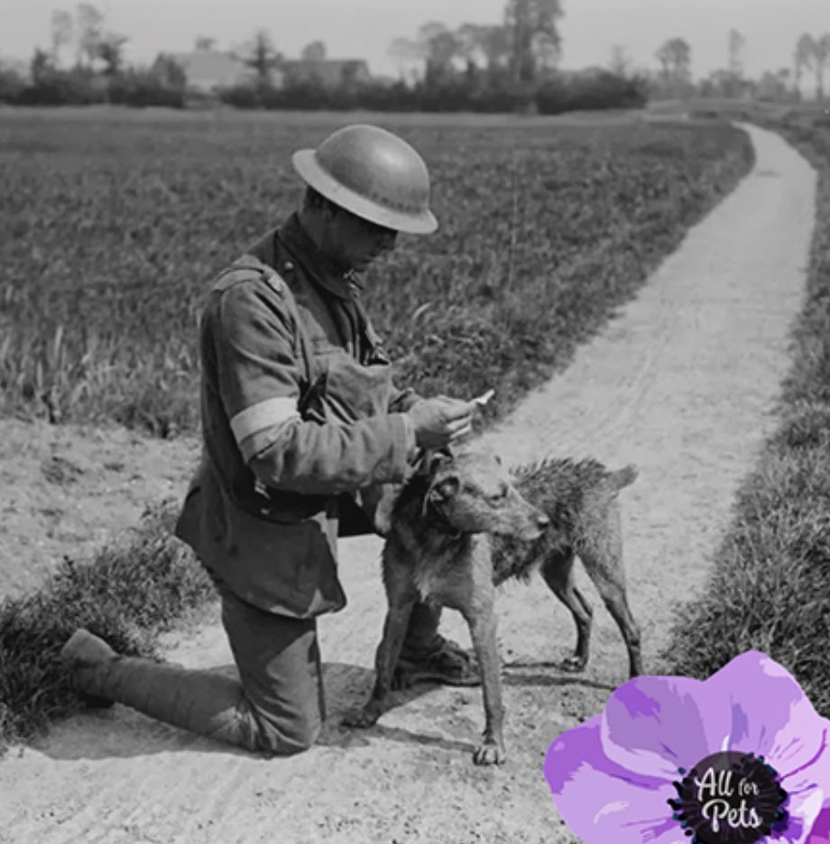 PussPussTopCat's tweet photo. #RemembranceSunday #rememberthedogs https://t.co/TfYqKTjs4u