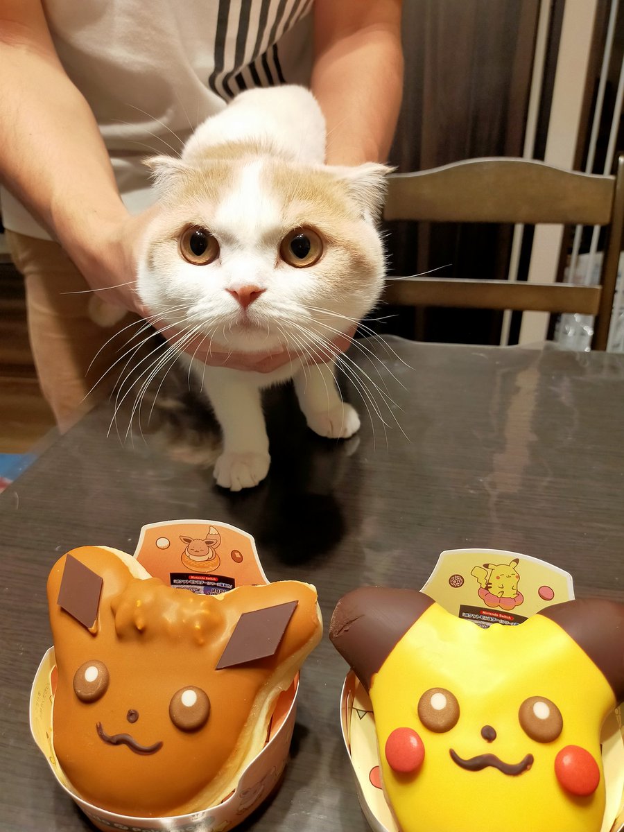 ピカチュウとイーブイとニャース♡
じゃなかった、つむぎです🐱

#猫　#ねこ　#スコティッシュフォールド　#猫好きさんと繋がりたい　#猫の居る暮らし　#cat #catlovers #CatsOfTwitter #tsumugi4month