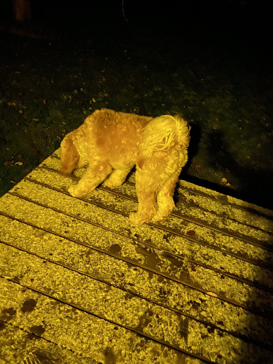 Cumberland_IN's tweet photo. The town dog likes this snow! Do you? #maximuscumberland #mascot #maxcot #snow https://t.co/zqEcIbv2Zx