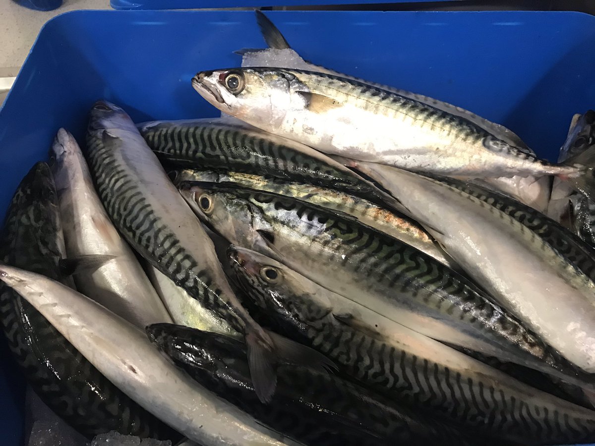 Cothamfood's tweet photo. Thanks @LoveFishShop @GloucesterRoad @OMABakery Yr11 filleted #Mackerel @CornwallSeafood pan fried mackerel with pepperonata on toasted sourdough. @kensymonspriva1 veg from @TotalProduceUK @CothamSchool @abitidball @DominiChoudhury @FoodTCentre @HeroesFish @HenryDimbleby https://t.co/keLtVW6Tbj