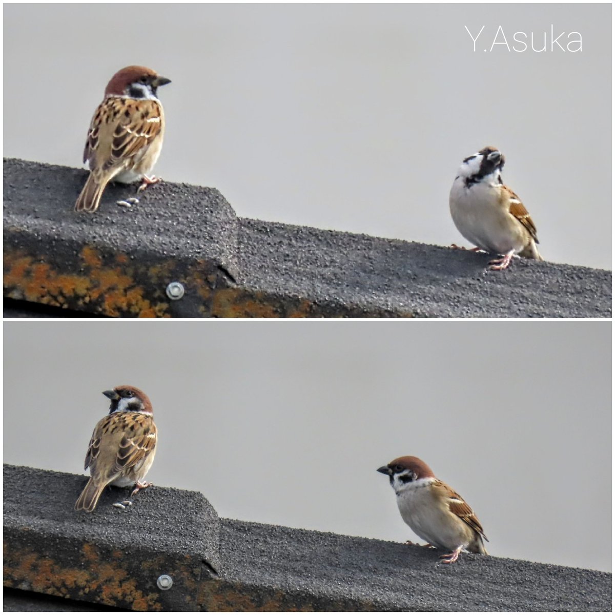 yumeasutw's tweet photo. 一羽の #雀 さんが不安そうに
「みんな～どこに居るの～?」🐦️🎶と
お仲間に呼び掛けるように
「チュン!チュン!」と
辺りをキョロキョロ。
するとどこからかもう一羽の雀さんが
舞い降りました🐦️
ホッとひと安心。とても嬉しそうでした🐦️💕

#スズメ #Sparrow
#野鳥 #bird
#a2021 #a1114 #a202111 https://t.co/EDJlqp8ToJ