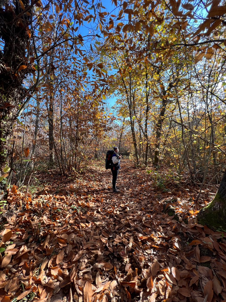 Le mie ginocchia 🤝 Voltaren gel
92km di #viafrancigena in Toscana
