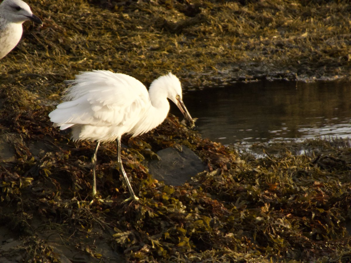 cirzh's tweet photo. #LittleEgret #GreenConservationStatus #TwitterNatureCommunity #birds #birdwatching #birdwatchireland #Skerries #Fingal #lovefingaldublin https://t.co/n0PVQlcxII
