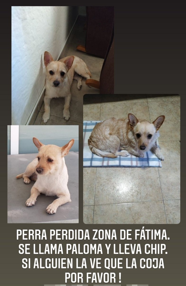Perra perdida en el Barrio de Fátima. Sus dueños nos piden difusión.