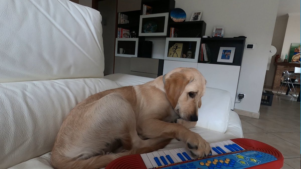 YourBuddyDog's tweet photo. Buddy is ready to perform his first musical show
Event is set for Saturday 🥰😂🤣
#yourbuddydog #musicaldog #dogplayingpiano #cutedog #cutepuppy #funnydog #funnypuppy #goldenretrieverlife #goldenretrieverpuppy #goldenretriever #dogs #dog #cucciolo #cuccioloadorabile #cane https://t.co/vmcyuReJ2L