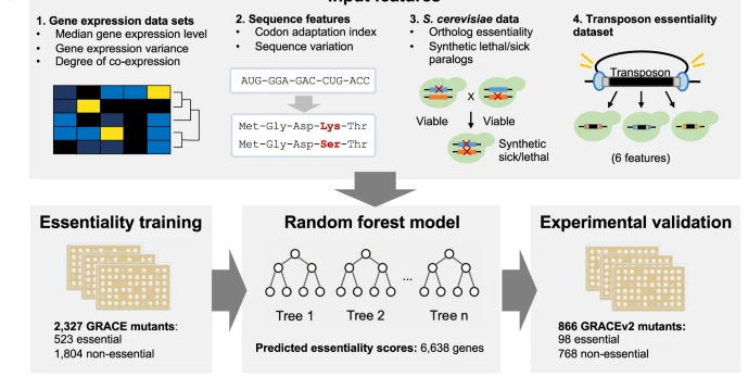 orthologs's tweet photo. Another great paper using #MetaPhORs.  "Leveraging machine learning essentiality predictions and chemogenomic interactions to identify antifungal targets" 
@CowenLab  and colleagues used #MetaPhOrs to find  of fungal genes without human orthologs:

https://t.co/uD2YmYSt0N https://t.co/3DTH05Qe7R