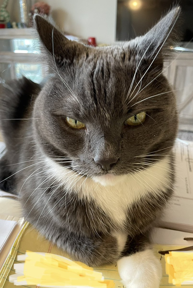 Nicole1515's tweet photo. The face of โYou only THINK you going to read these papers!โ ๐คฃ๐คฃ๐คฃ #DepoPrep with Atticus. #Cats #CatsOfTwitter https://t.co/LZfn0LsUAp