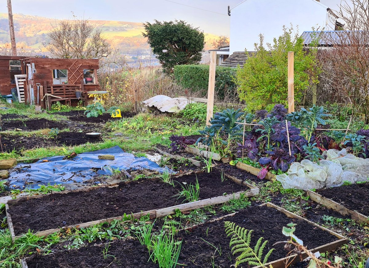 freemanwalkin's tweet photo. Great day to be back and working on the allotment , a nice picking of Red Russian kale and nero di toscana kale #nodig https://t.co/aAf84tuPPo