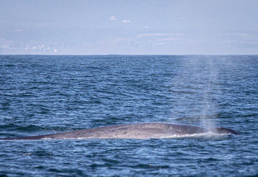 MBayWhaleWatch's tweet photo. Yesterday was another fantastic day! We had breaching humpback whales, a blue whale, a Mola Mola and Casper, the possible albino or leucistic Risso's Dolphin! You truley will never know what you might be able to see out on the water! #monterey #mbww #bluewhale #seaotter #gowhales https://t.co/GqIiEPEQKT