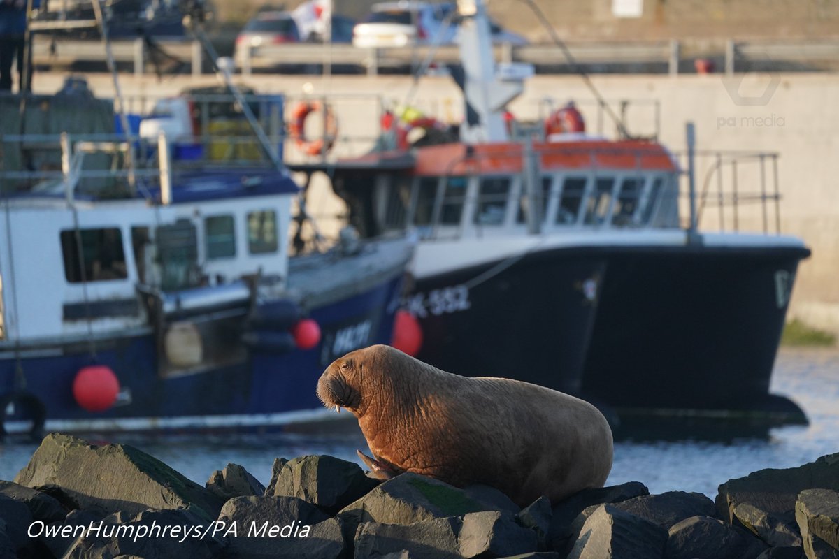 owenhumphreys1's tweet photo. Well that's not something ya see everyday a Walrus decided to rock up at Seahouses in Northumberland, what an amazing sight nice to see @Ross_Hutchinson doing his bit for @itvtynetees so take a watch later  @VisitNland @Alamy_Editorial @BdmlrNland @ChronicleLive https://t.co/jbDvRbQJ3H
