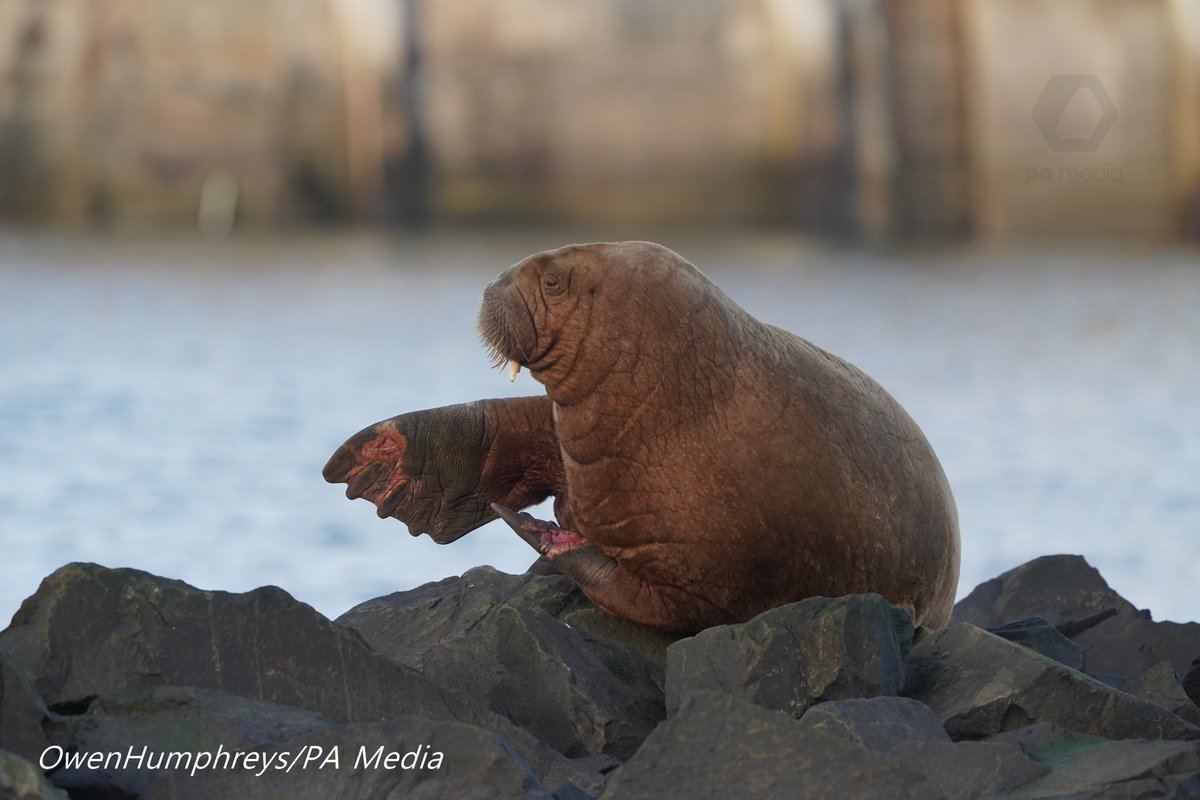 Owen Humphreys (@owenhumphreys1) on Twitter photo Well that's not something ya see everyday a Walrus decided to rock up at Seahouses in Northumberland, what an amazing sight nice to see <a href="/Ross_Hutchinson/">Ross Hutchinson</a> doing his bit for <a href="/itvtynetees/">ITV News Tyne Tees</a> so take a watch later <a href="/VisitNland/">Visit Northumberland</a> <a href="/Alamy_Editorial/">Alamy Editorial</a> <a href="/BdmlrNland/">BDMLR Northumberland</a> <a href="/ChronicleLive/">The Chronicle</a> Well that's not something ya see everyday a Walrus decided to rock up at Seahouses in Northumberland, what an amazing sight nice to see <a href="/Ross_Hutchinson/">Ross Hutchinson</a> doing his bit for <a href="/itvtynetees/">ITV News Tyne Tees</a> so take a watch later <a href="/VisitNland/">Visit Northumberland</a> <a href="/Alamy_Editorial/">Alamy Editorial</a> <a href="/BdmlrNland/">BDMLR Northumberland</a> <a href="/ChronicleLive/">The Chronicle</a>