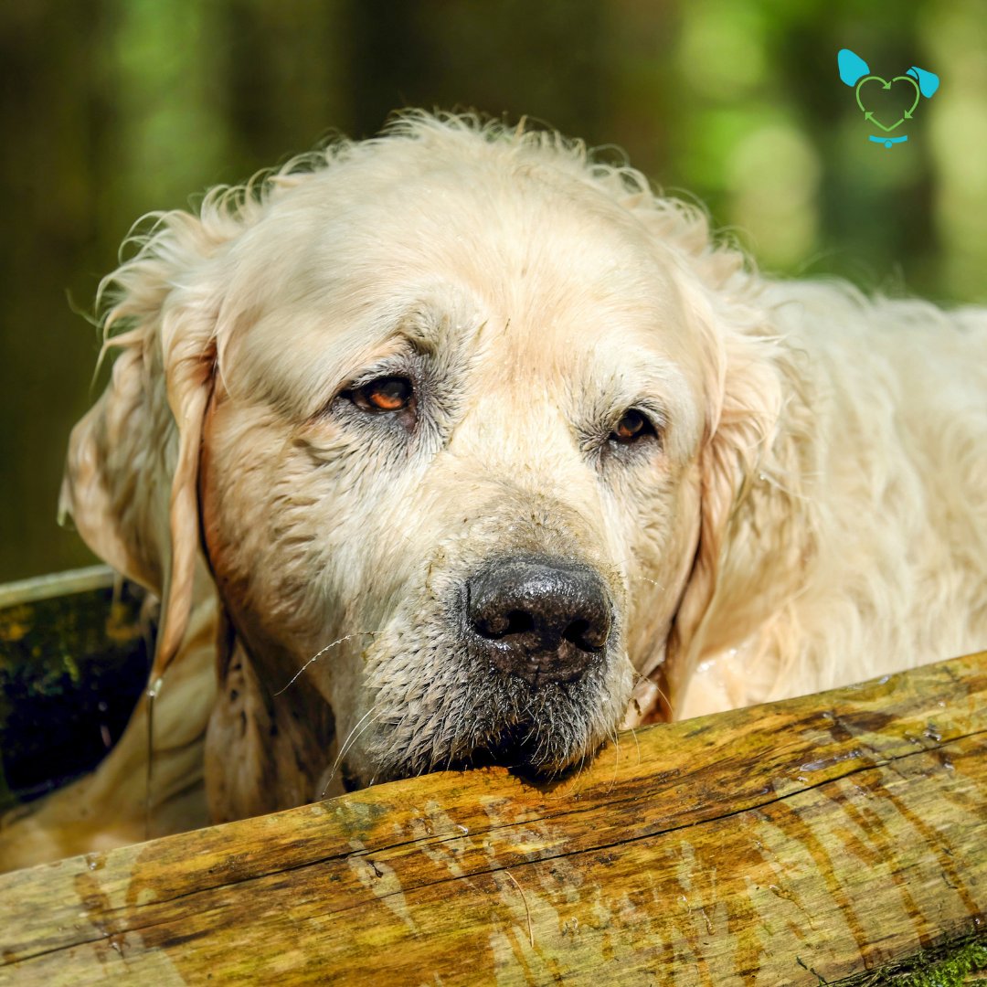 TheMicrobial's tweet photo. Many people find they're unprepared for the energy of a young animal, which is why a senior pet can be a great fit. Older animals generally move at a much more manageable pace and are less demanding, which works well with busy households or apartment living. https://t.co/qaK5OI5mqi