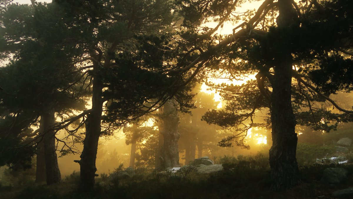 Toño Cañadas tweet media