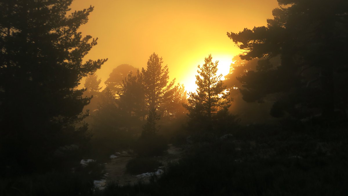 Toño Cañadas tweet media