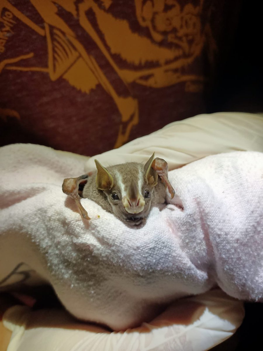 dechmannlab's tweet photo. Uroderma bilobatum was cute as heck „bycatch“ during our recent #panama field trip for #Molossus molossus @matavca @Luisa_fgf @GiveBatsABreak #BatABC note the cool bat tshirt in the background - they are sold by the Page lab to raise money for Latin American students https://t.co/H3QdHOh61R