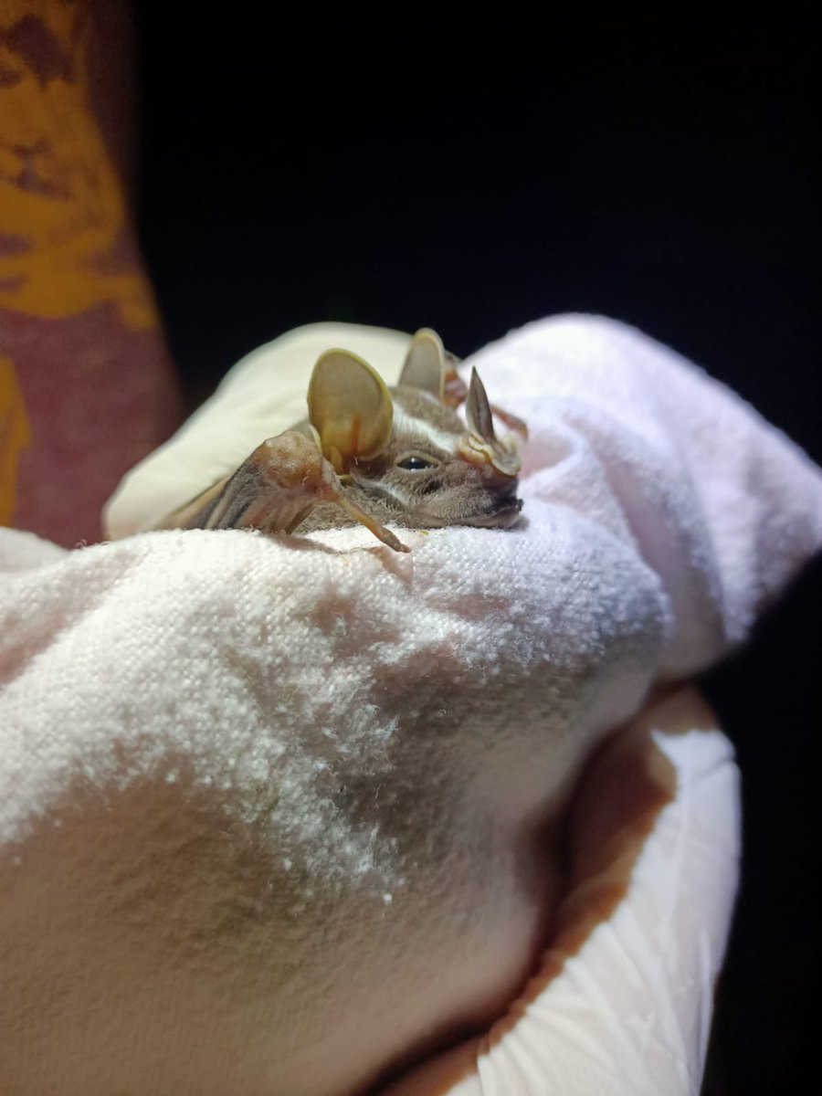 dechmannlab's tweet photo. Uroderma bilobatum was cute as heck „bycatch“ during our recent #panama field trip for #Molossus molossus @matavca @Luisa_fgf @GiveBatsABreak #BatABC note the cool bat tshirt in the background - they are sold by the Page lab to raise money for Latin American students https://t.co/H3QdHOh61R