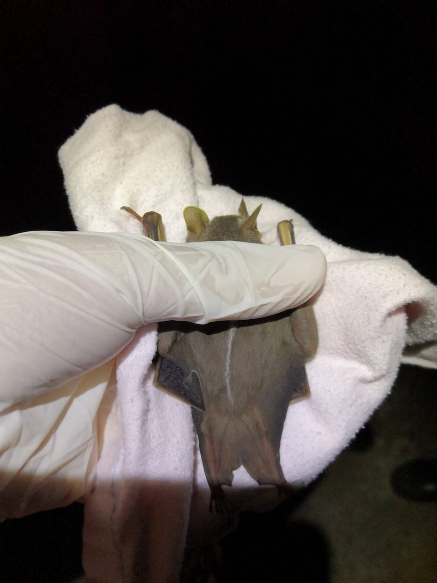 dechmannlab's tweet photo. Uroderma bilobatum was cute as heck „bycatch“ during our recent #panama field trip for #Molossus molossus @matavca @Luisa_fgf @GiveBatsABreak #BatABC note the cool bat tshirt in the background - they are sold by the Page lab to raise money for Latin American students https://t.co/H3QdHOh61R