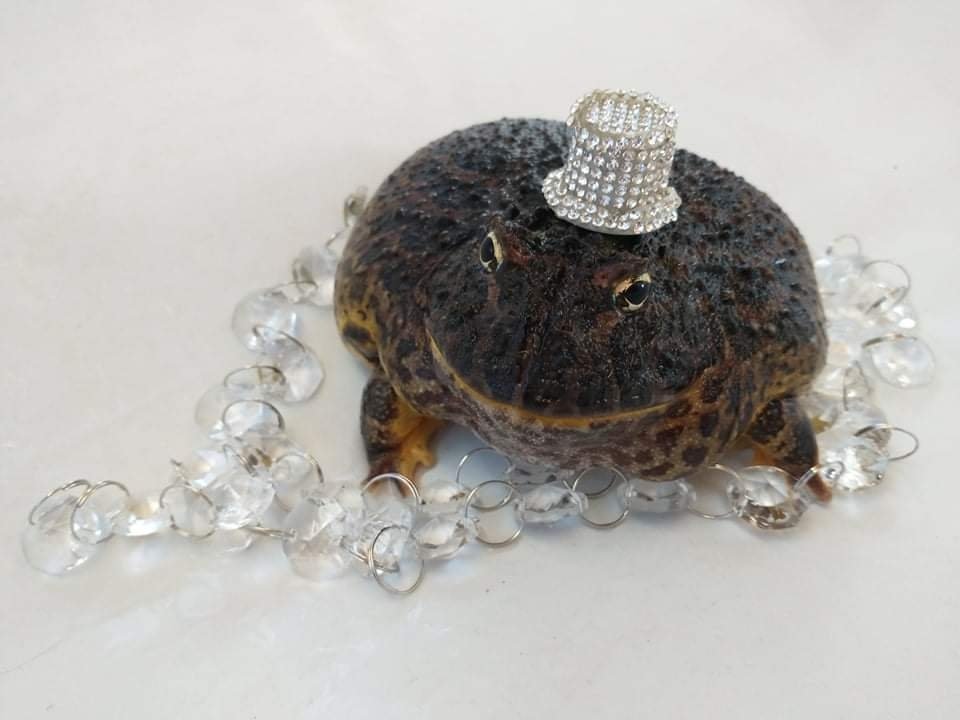 My name is Lime the Pacman frog and I want to become internet famous. Can I get a retweet, like and some followers? 🥺🙏