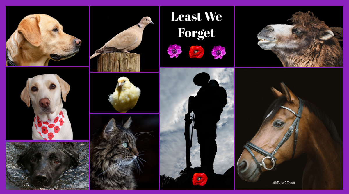 Remembering all the animals and all who all who made the ultimate sacrifice

#LeastWeForget

#RemembranceSunday