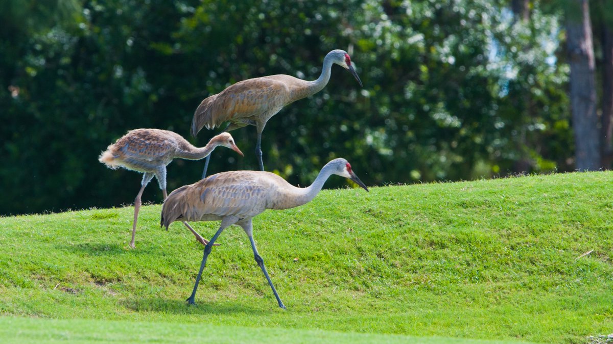 PGA of America tweet media