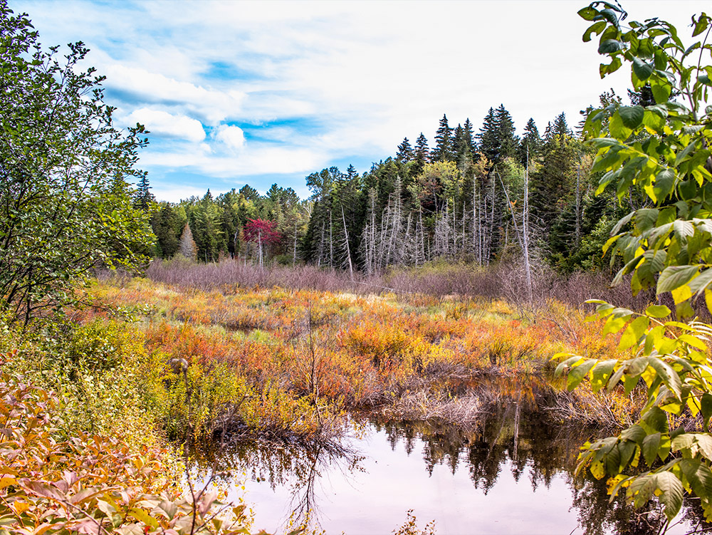 Little marsh tucked between the Bigelow Preserve and Flagstaff Lake, Maine.#bigelow #bigelowpreserve #flagstafflake #carrabassett #carrabassettvalley #outdoors #maine #newengland #fallfoliage #photography #landscapephotography #westernmaine #fallcolors #naturephotography #nature