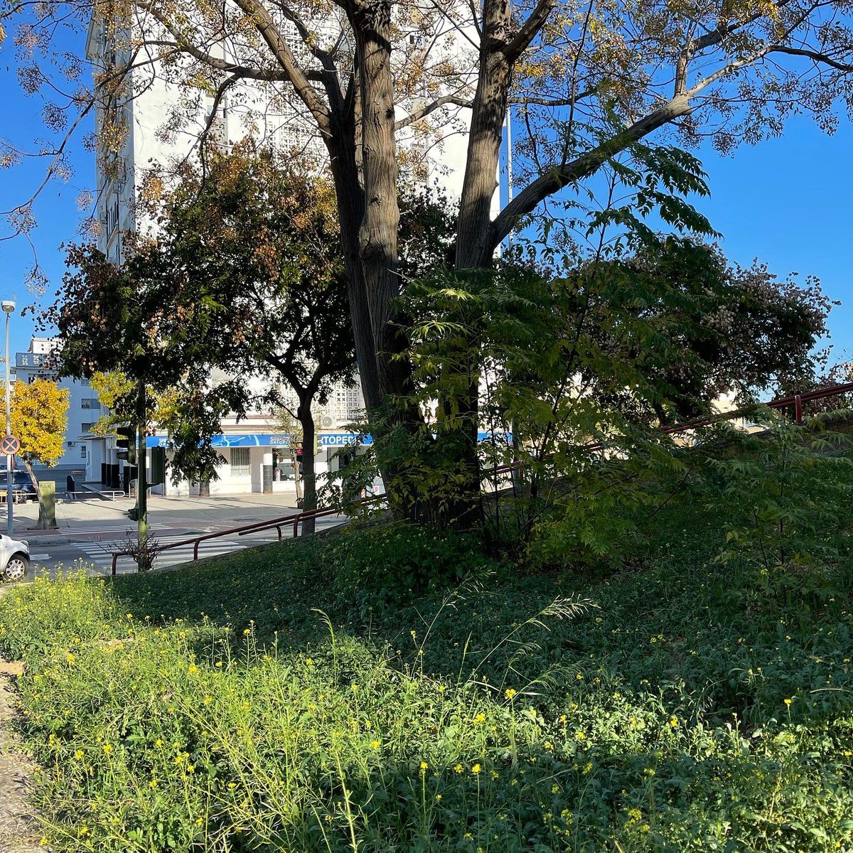 ionztomo16's tweet photo. #narure #naturelovers #naturephotography #thinkingreen #arboles #trees #otoño2021 https://t.co/idtVODq33o