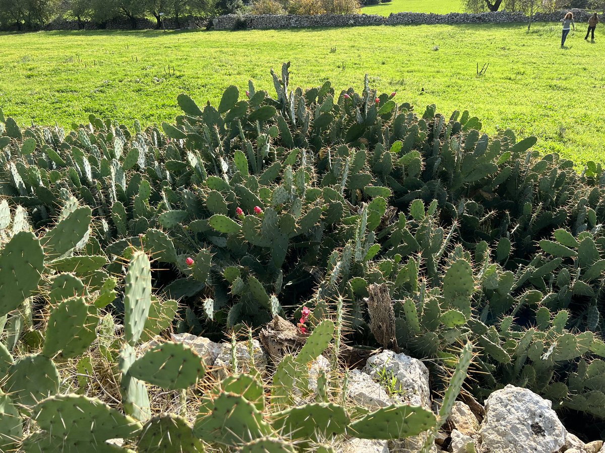 Domenico Colucci tweet media