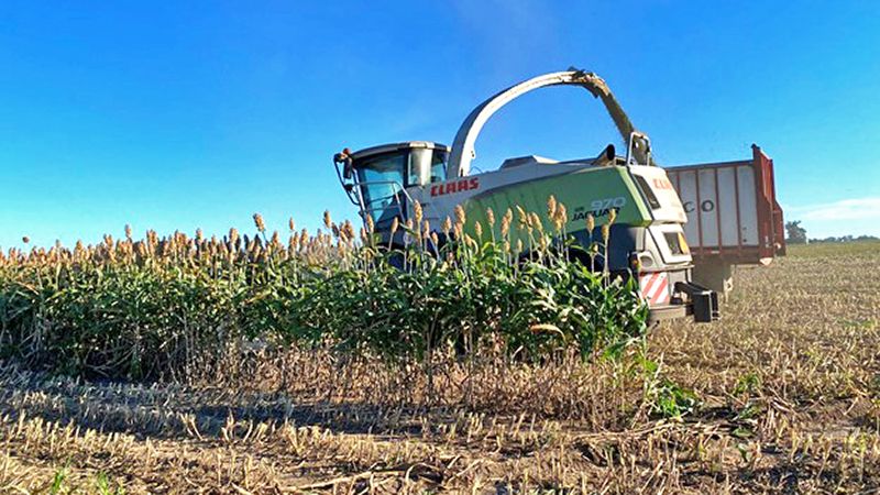 UF_IFAS's tweet photo. .@ufifasnfrec's looking into the role of silage in bridging the fall forage gap. https://t.co/V1XQhN9Gxy
A double cropping system of corn-sorghum tested this year yielded approximately 37 tons/acre of forage in a single growing season.
#FallForage #Sorghum
@GrowingAmerica https://t.co/PPRSIbiViC