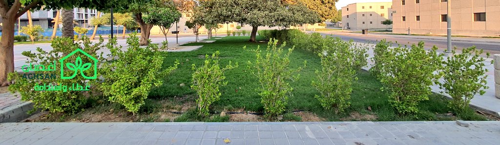 aghsan_alahsa's tweet photo. لتأخذ أشجار الظل شكلها الحقيقي عليك ترك مسافة فيما بينها من 3 - 5 متر تقريباً
ولكن الوضع مختلف في حالة تأسيس سياج نباتي فالمسافة أقل بكثير 0.5 م تقريباً ويعتمد أيضاً على نوع الشجرة
https://t.co/ixcfjIkn1z
#لبخ #فيكس_التيسما #هايبسكس
#أغصان #غطاء_واستدامة
#نيم #بونسيانا #جاكرندا https://t.co/OMoL2xYk9D