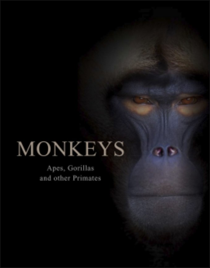 ladyreading365's tweet photo. Monkeys by Tom Jackson this is amazing #review https://t.co/goeAYYoldT @amberbooksltd #monkeys #bookstagram #BookReview #nature #photography #wildlife #jungle #amazon #monkeyphotography #naturebook #naturelovers #monkeybook #nonfiction #nonfictionbooks #netgalley #tomjackson https://t.co/XW01JKIpQy