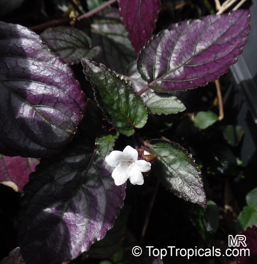 toptropicals's tweet photo. #Hemigraphis alternata - Waffle plant is colorful, fun plant for #containerculture and #indoorplant collection. Silvery leaves with bright purple underneath. Very high moisture needs; suitable for bogs and water gardens.
https://t.co/p6lBQjp2ES
#houseplants
#SundayFunday https://t.co/OKgnNFjwQb
