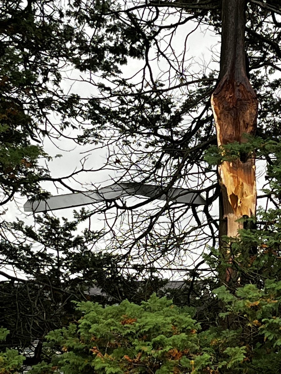 MimiCalvo's tweet photo. @News12LI Our backyard. Our neighbors siding in our tree. Damage in a straight line for 4 streets #lucky #tornado #southhempstead https://t.co/XjnusaQfaR