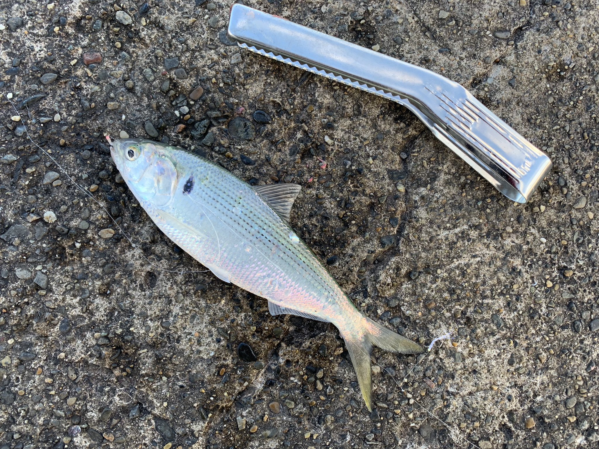 釣りちっちゃん コノシロとヒイラギさん 綺麗なコノシロだなぁ 久しぶりに重みを感じて楽しかった 前に食べたコノシロより臭みがなくて全然美味しかった 釣り 内房 富浦新港 サビキ釣り 堤防釣り コノシロ 南蛮漬け T Co