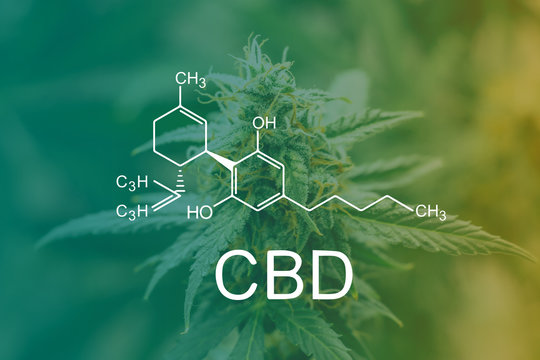 OnlineWeedNews's tweet photo. "5 Must-Read Books About CBD" https://t.co/LnG6msTvWX via @OnlineWeedNews #CBD #books #Cannabis #ChronicPain #blog #essentialBooks #CBDoil #medicalmarijuana https://t.co/dXLii2ZcHL