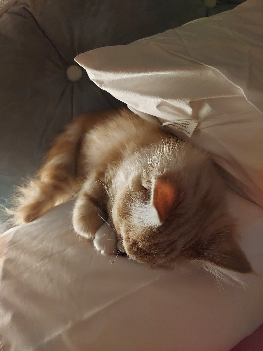 PawsleyTheCat's tweet image. Calm very late Sunday morning with mum