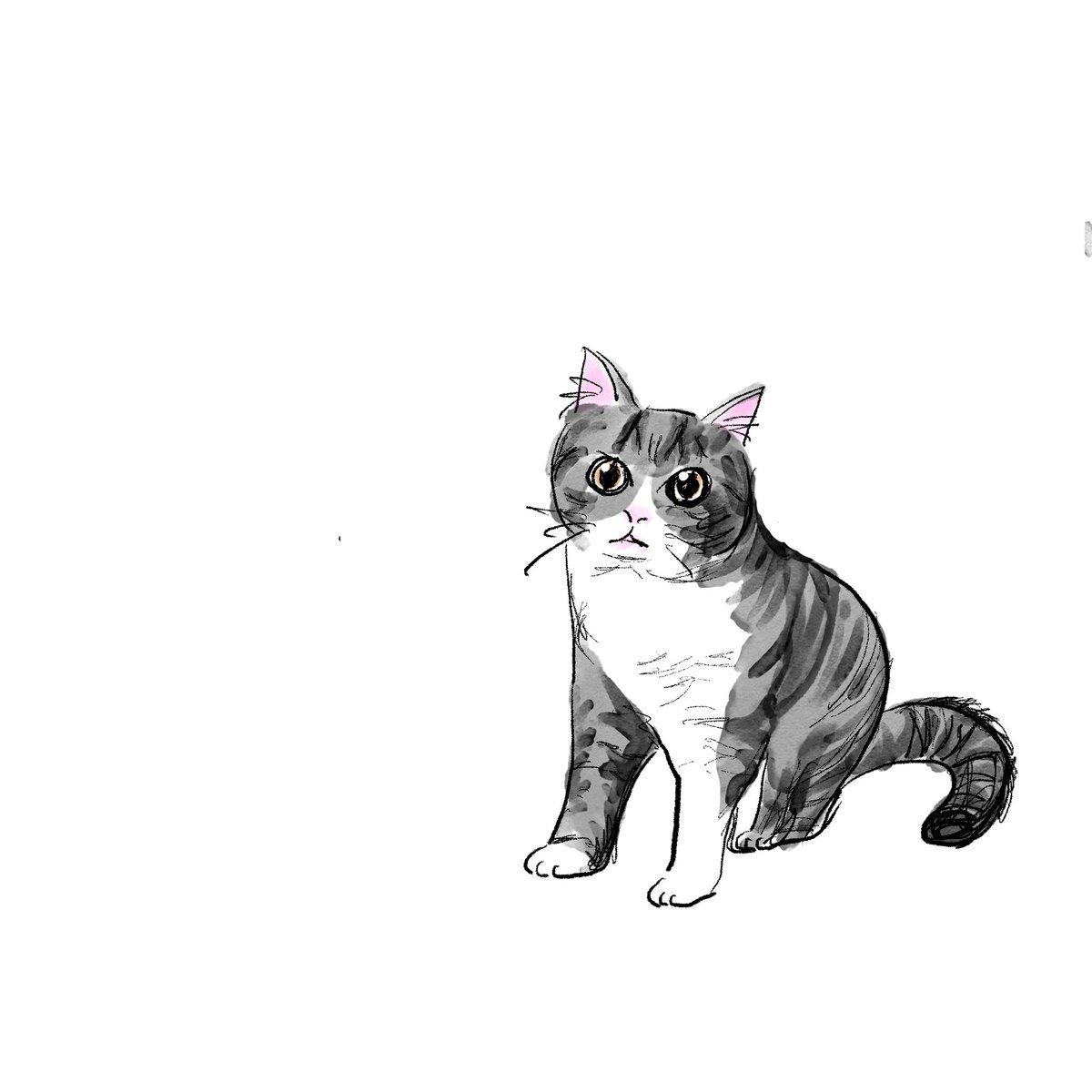 AnytimeCats tweet picture