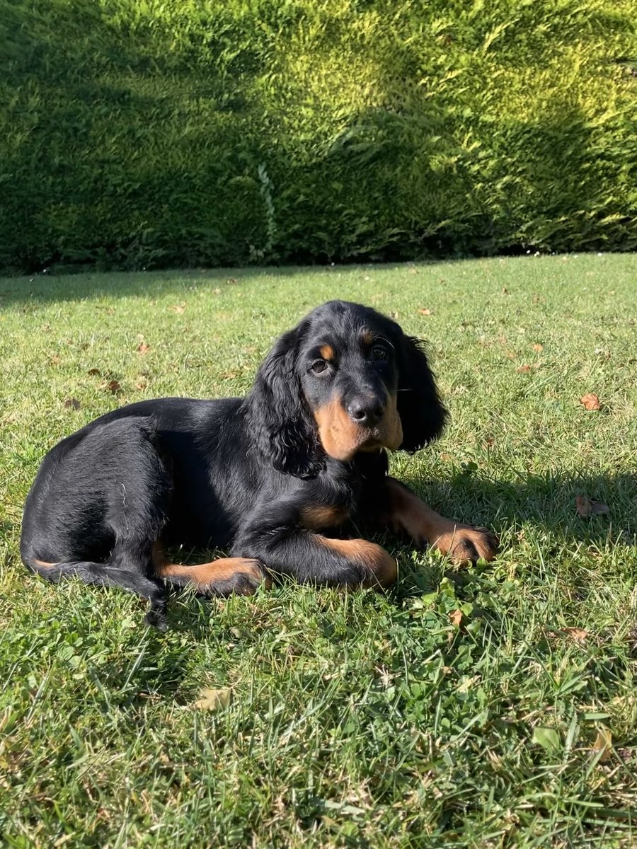 acl1504's tweet photo. The new member of our Family . #Sherlock , 3 months on Wednesday #settergordon @russellcrowe lots of love . Wishing you a nice Sunday . https://t.co/D99Kp1PHjw