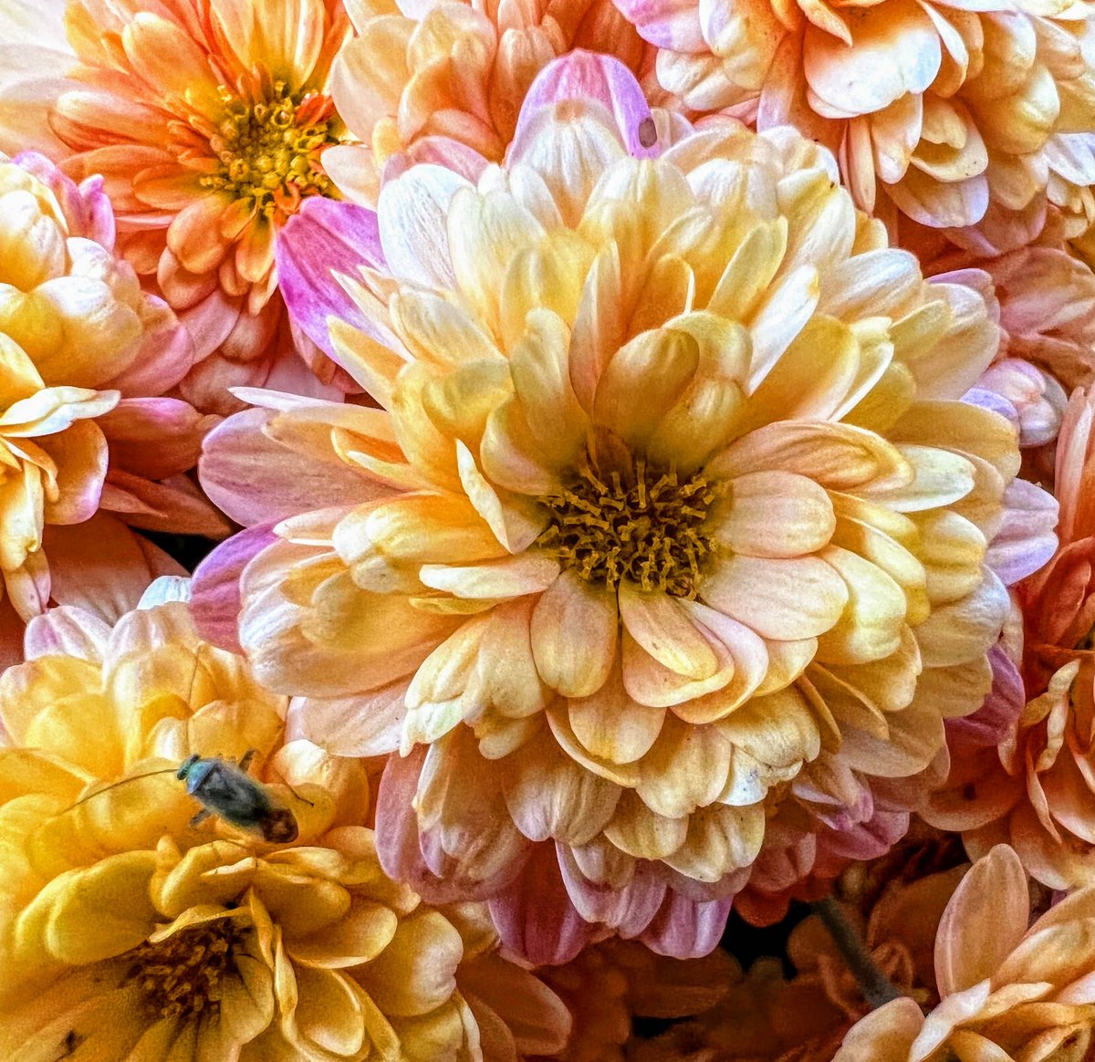 mblshutterbug's tweet photo. 📷 iPhone 13 Pro Max (Macro)
📍 Mount Pleasant, SC 
▪️
▪️
▪️
#MobileShutterbug #MobilePhotography #Photogram #PhotoOfTheDay #Travel #iPhonography #ShotOniPhone #flowers #insect #macro @Apple https://t.co/eioOspchkF
