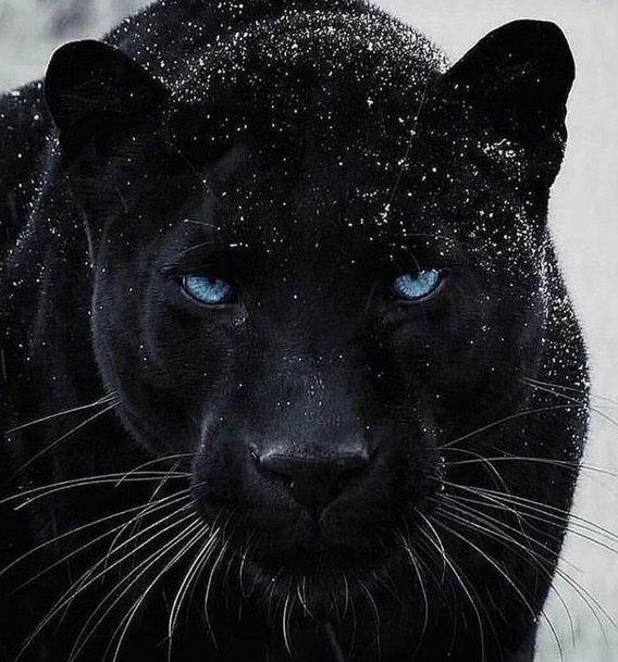 🐈⇨🐆 #연준 #YEONJUN <a href="/TXT_members/">TOMORROW X TOGETHER</a>