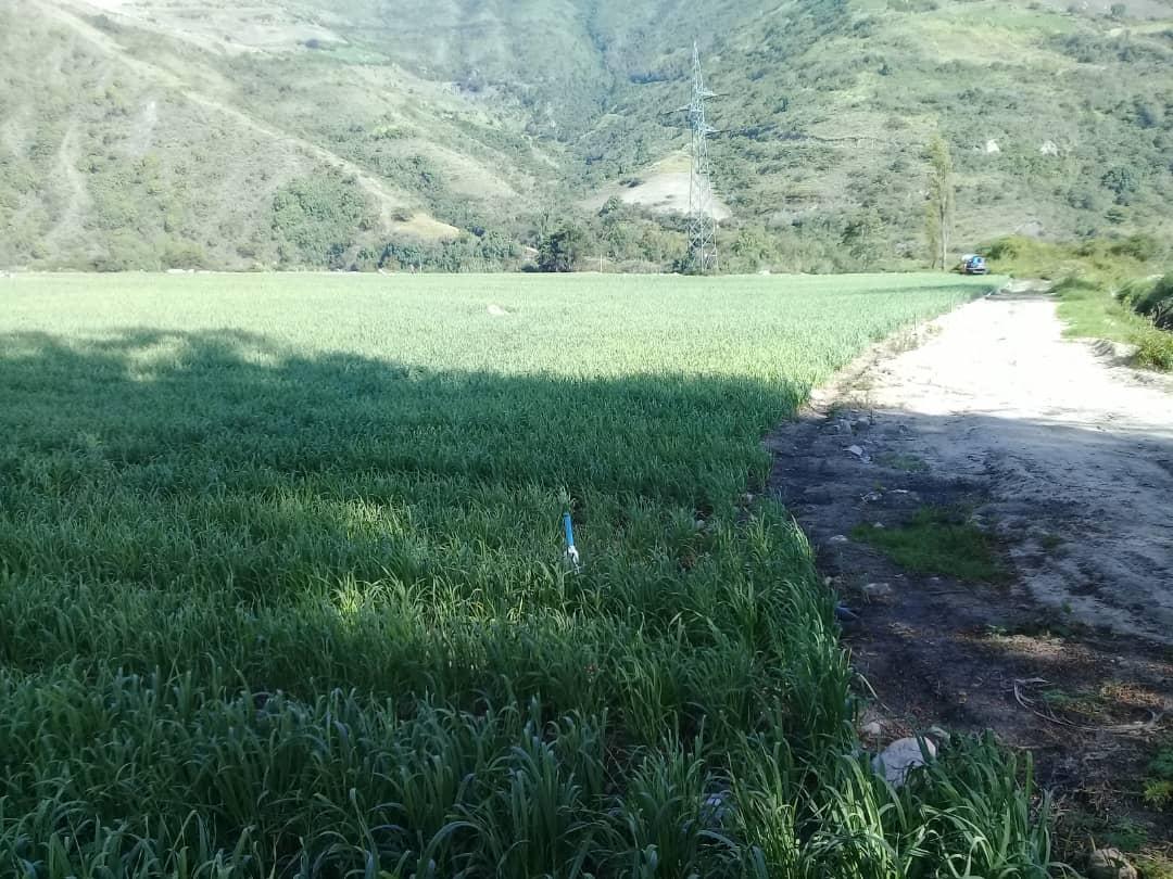 MERIDAIMDERURAL's tweet photo. El gobierno de  @RamonGuevaraMRD a través de Imderural @rafaelaraqueroa continúa dando prioridad al desarrollo del sector agricola en el estado, el cual en estos últimos 4 años ha logrado superar su menguada capacidad y abastecer el mercado de consumo a pesar de las dificultades. https://t.co/VSbpFHy9c5