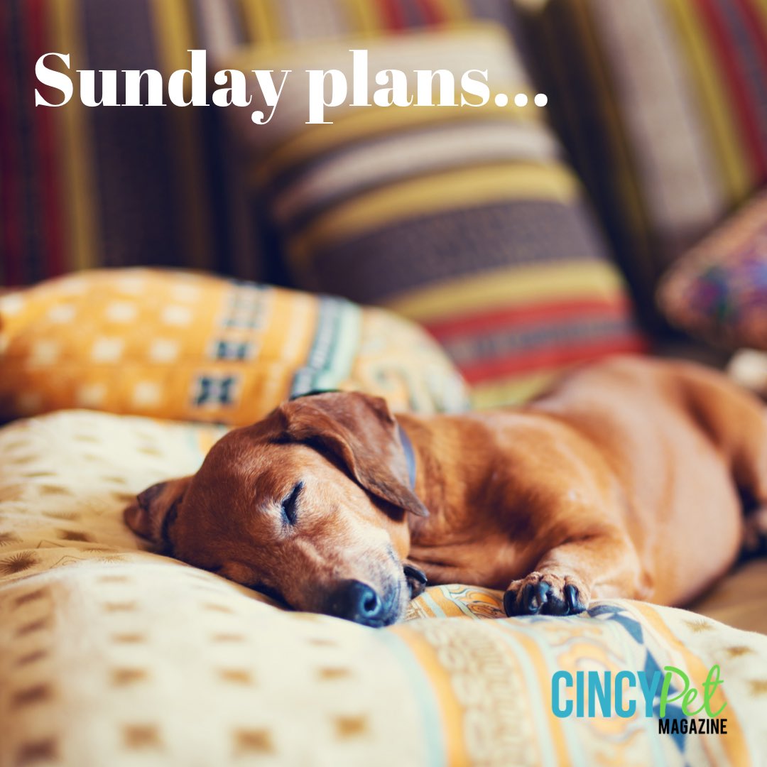 такса спит. сон такса рыжая. такса устала. собака лежит на подушке. сон такса рыжая.