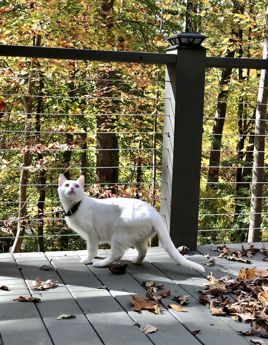 TKTarrant's tweet photo. Obsessing over the beautiful fall weather in Carolina #AutumnFalls #fallfoliage #fallinnorthcarolina #Autumnvibes https://t.co/taDY14S1lF