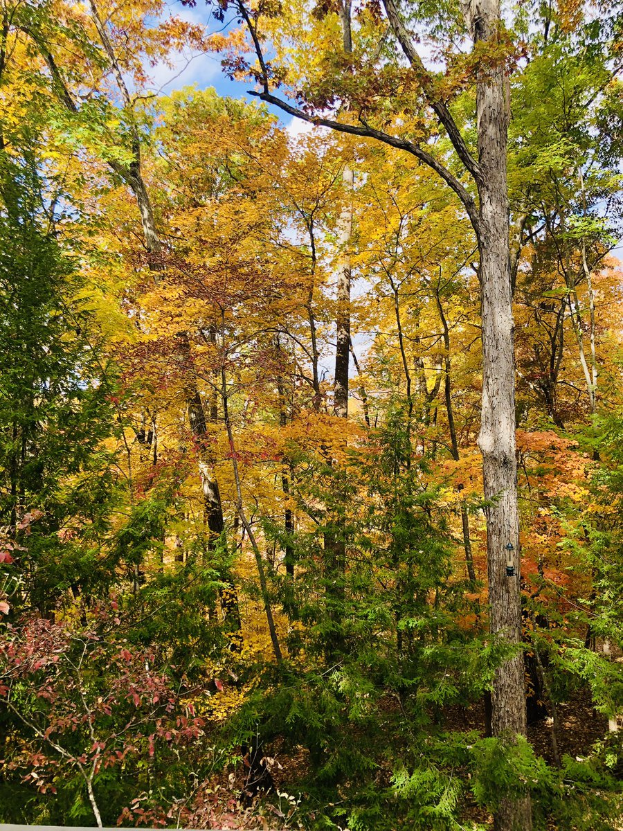 TKTarrant's tweet photo. Obsessing over the beautiful fall weather in Carolina #AutumnFalls #fallfoliage #fallinnorthcarolina #Autumnvibes https://t.co/taDY14S1lF