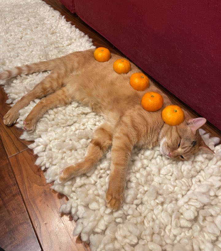 猫の上にミカンを乗せた 獣医師 これは危険です Togetter