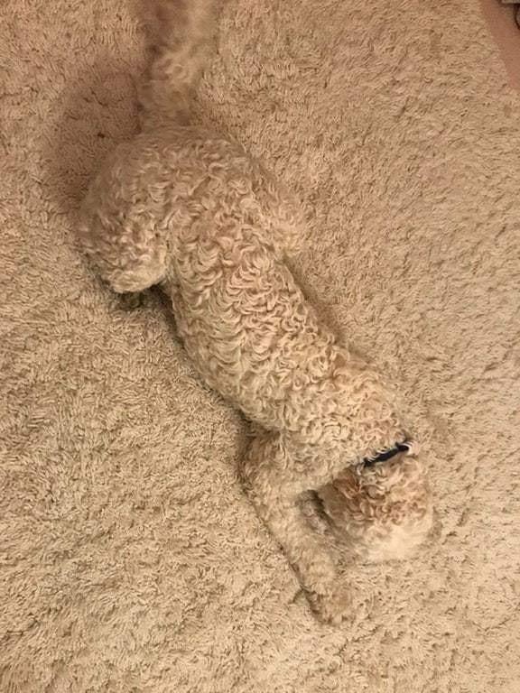 ECipresso's tweet photo. Livello di mimetismo avanzato #lagatto #cosedacani #doglovers https://t.co/7G4nNdKWqN