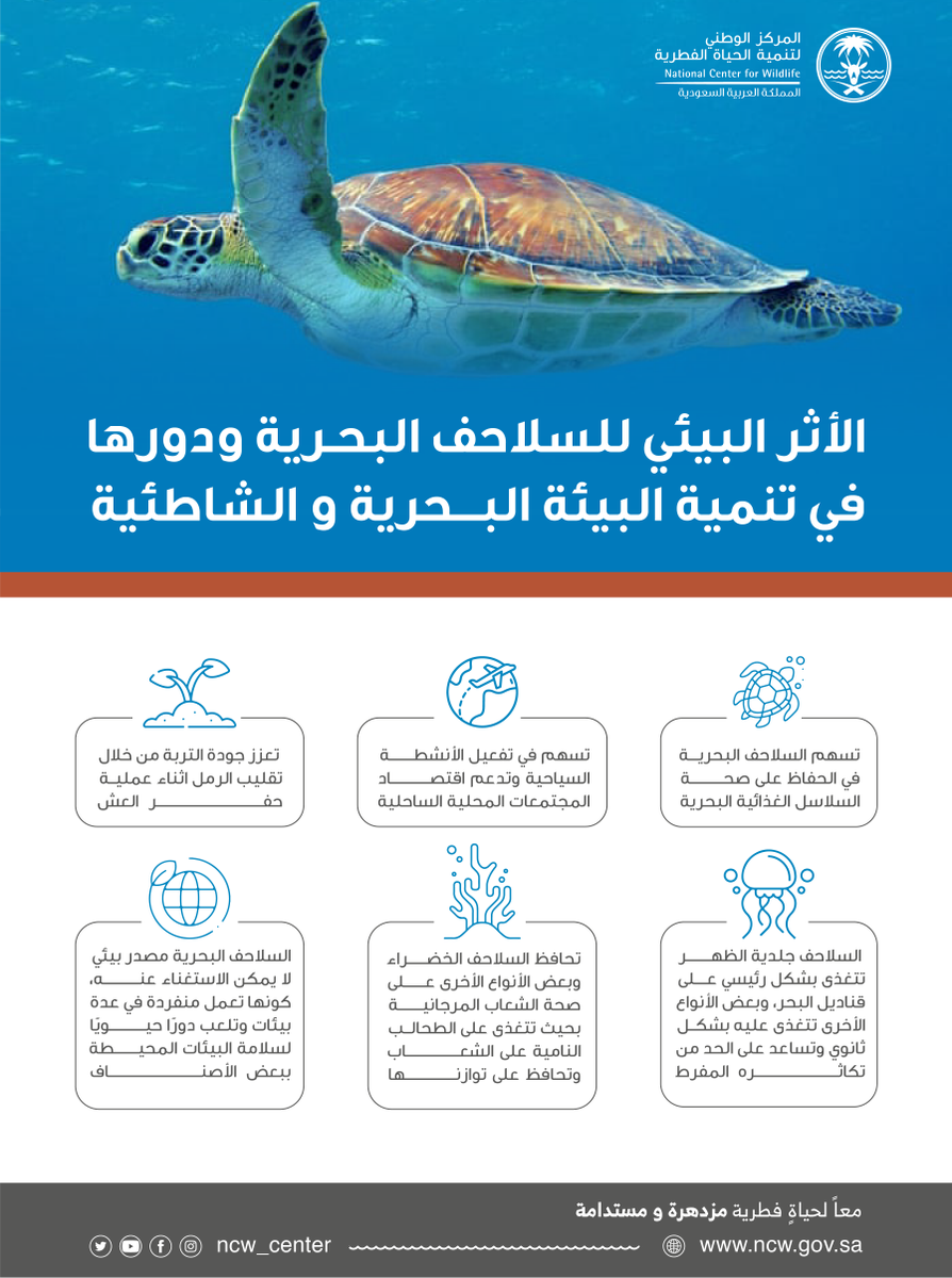 NCW_center's tweet photo. تعرف على دور #السلاحف_البحرية في توازن بيئاتها ودعم استدامتها.

#المركز_الوطني_لتنمية_الحياة_الفطرية https://t.co/aq84TDPpVV