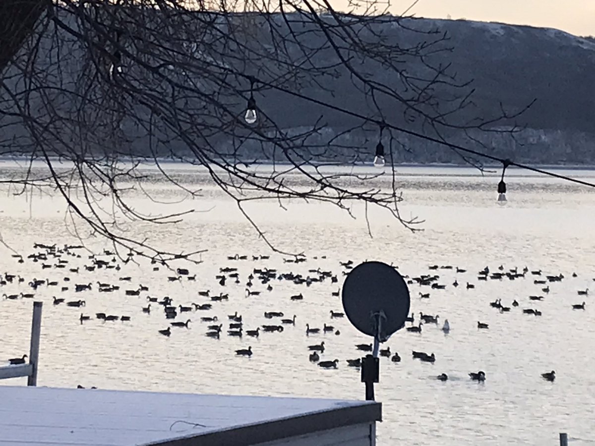 Lisa_Rathgeber's tweet photo. These are geese… not snowbirds. Can some please let them know that the borders are open? Go south. #travel #flysouth https://t.co/PebJkFmlKF