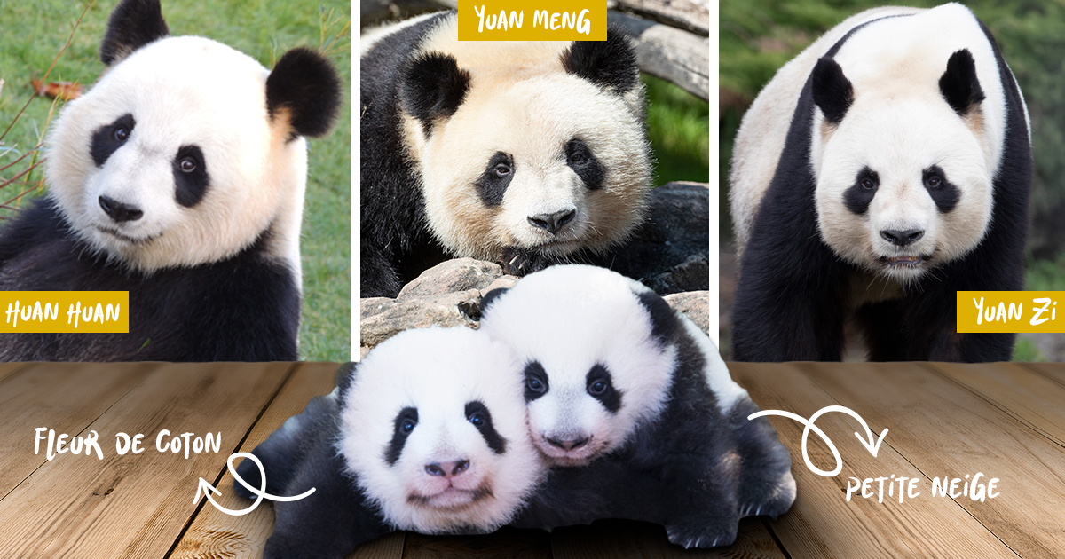 zoobeauval's tweet photo. La jolie famille #panda ! 🐼 https://t.co/8qbMjkxSh1